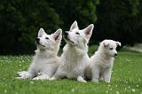 BERGER BLANC SUISSE - ADULTS ET PUPPIES 079